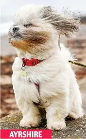  ??  ?? AYRSHIRE Fur game: Four-year-old Lhasa Apso Bailey takes the conditions in his stride