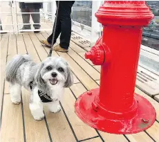  ?? APRIL JACOBSEN ?? Arne enjoys the amenities while sailing from the U.K. to New York City in 2017 on the Queen Mary 2.