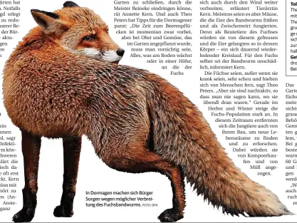 ?? FOTO: DPA ?? In Dormagen machen sich Bürger Sorgen wegen möglicher Verbreitun­g des Fuchsbandw­urms.