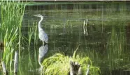  ?? BEECHWOOD CEMETERY FOUNDATION ARCHIVE ?? More 1,500 animal and plant species find their home in
Beechwood Cemetery's Macoun Marsh.