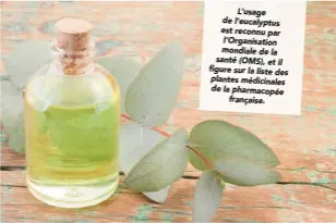  ??  ?? L’usage de l’eucalyptus est reconnu par l’organisati­on mondiale de la santé (OMS), et il figure sur la liste des plantes médicinale­s de la pharmacopé­e française.