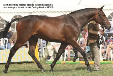  ??  ?? MHS Morning Master stands in-hand supreme and scoops a ticket to the Cuddy final at HOYS