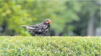  ?? FOTO: WALTER J. PILSAK/IMAGO ?? Eine Amsel auf einer Hecke. Ab März zählt ein Schnittver­bot unter anderem auch für Hecken. Doch es gibt einige Ausnahmen.