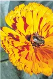  ??  ?? Calendulas such as 'Victoria Sunset' (Veseys Seeds) have edible petals and attract beneficial insects.