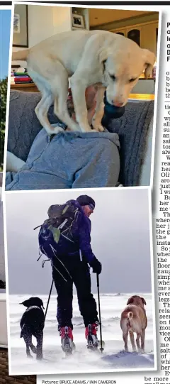  ?? Pictures: BRUCE ADAMS / IAIN CAMERON ?? Playful: P Mabel climbs over Andrew as a pup, left, and below, the trio on the snowy Chno Dearg mountain near Fort William