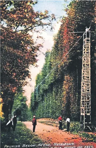  ??  ?? “There has been some debate on trimming the beech hedges,” emails Jim Thomson of Coupar Angus Heritage. “Here is a picture showing how it was done in the early 20th Century – no health and safety in these days. There are no guard rails on top of the platform and the ladder seems to be six feet short to the top. A very dangerous job, I would think.”