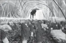  ?? PROVIDED TO CHINA DAILY ?? A grower takes care of edible fungi at a greenhouse in Yichang, Hubei province, in February.