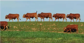  ?? PICTURE: HENK KRUGER/AFRICAN NEWS AGENCY (ANA) ?? A herd of cattle walk along a dam wall near Wellington.