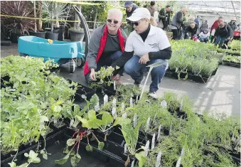  ??  ?? Wanda Letourneau, the City of Windsor’s horticultu­re manager, right, helps customer Leslie Spickett select dill and basil during the annual plant sale at Lanspeary Park on Saturday.