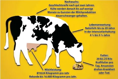  ?? GRAFIK:MARCUS FEY ?? Im Gegensatz zur Haltung bei Sophia Hagen muss eine Milchkuh in der Intensivti­erhaltung so einiges leisten.