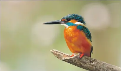  ??  ?? Kingfisher­s have been spotted with varying success for many years in the Banavie area, near the canal.