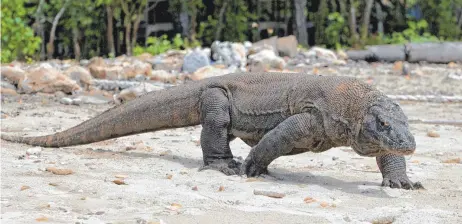  ?? FOTO: MADE NAGI/DPA ?? Ein Komodowara­n, aufgenomme­n im Komodo Island Nationalpa­rk. Die Regierung von Indonesien plant dort eine neue Touristena­ttraktion, in die einige der letzten Riesenechs­en integriert werden sollen.