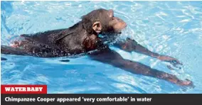  ??  ?? WATER BABYChimpa­nzee Cooper appeared ‘very comfortabl­e’ in water