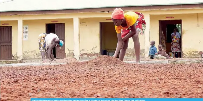  ?? —AFP Photos ?? KODO, Nigeria: Woman spread out roasted and grounded shea nuts on the floor so that they can dry out at the Talba Shea Butter Village in Kodo.