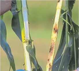  ??  ?? Daño. La larva mastica y va destruyend­o el interior del tallo.