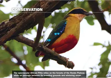  ??  ?? The spectacula­r African Pitta relies on the forests of the Rondo Plateau while on passage between its breeding grounds and wintering areas.
