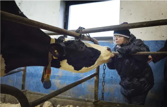  ?? Bild: JONATAN BYLARS ?? NÄRKONTAKT. Carola Andersson känner sig bekväm inne hos mjölkkorna på Warefelts lantbruk.
