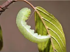  ??  ?? On hatching, the caterpilla­r is a yellowybro­wn, but during the first moult becomes green, to blend with the lush foliage. It hangs from the leaf by a silken thread.