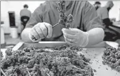  ?? /JOHN J. KIM / CHICAGO TRIBUNE ?? A worker trims marijuana flowers at an Illinois cultivatio­n center in May, 2019.