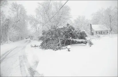  ?? Photo by Ernest A. Brown ?? This large tree was brought down due to the weight of the heavy wet snow along Mayboro Street at New York Avenue in Blackstone Friday afternoon. Power was out in the area.