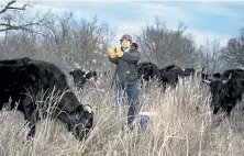  ?? Brett Deering, © The New York Times Co. ?? Adam Isaacs tosses a protein supplement into a field for his grazing cattle last month at Needmore Creek Ranch near Canadian, Texas.