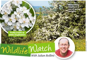  ??  ?? Pre y froths of white mayflowers Blossoming hawthorn is one of spring’s delights