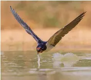 ?? ?? ISRAEL NOW produces more fresh water than it consumes.
(Pictured: Barn swallow drinks water in the Negev; Haim Shohat/Flash90)