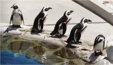  ?? TRACEY ADAMS African News Agency (ANA) ?? RESIDENT African penguins bask at the revamped Southern African Foundation for the Conservati­on of Coastal Birds (Sanccob) home pen in Table View. Sanccob yesterday held a grand reveal event to officially open a newly built seabird hospital, the largest of its kind in southern Africa. The birds have been at the facility for a long time because they were deemed unfit for release back into the wild.|