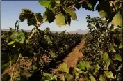  ?? SUSAN TRIPP POLLARD — STAFF FILE PHOTO ?? Pinot gris grapes grow on the vine at Bloomfield Vineyards in Brentwood, where Mount Diablo can be seen in the distance, on Aug. 10, 2014.