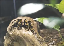  ?? ?? A tarantula in an aquarium.” (Photo from Dreamstine royalty-free images)