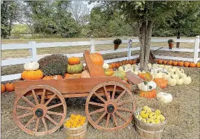  ?? File photograph ?? McGarrah’s Pumpkin Patch, just three miles from the southern four-way stop in Pea Ridge, offers pumpkins of many sizes and varieties.