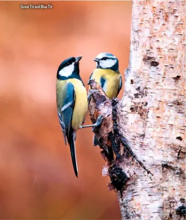  ??  ?? Great Tit and Blue Tit