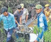  ?? HT PHOTO ?? ST-4 had clashed with tiger ST-6 on the night of November 13 and suffered injuries on the left leg. The tiger died on Sunday.