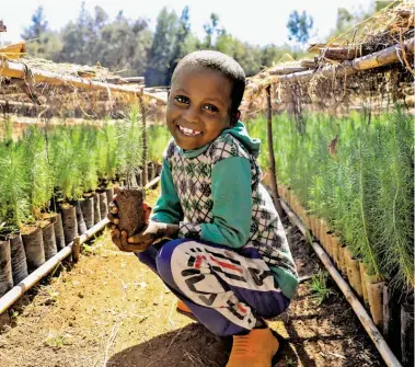  ?? BILD: SN/MFM ?? Ein Bub mit Setzlingen in einer Baumschule. Aufforstun­g ist Menschen für Menschen in Äthiopien wichtig.