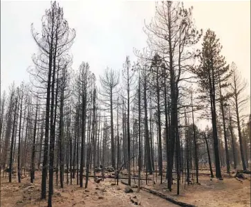  ?? Photograph­s by Molly Hennessy-Fiske Los Angeles Times ?? THE BOOTLEG FIRE burned through stands of pines on the rim above Summer Lake, Ore., this week. Residents were ordered Thursday to evacuate from the roughly 70 homes along the lake below, but few have.
