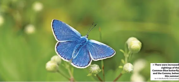  ?? Ian A Kirk/Butterfly Conservati­on ?? There were increased sightings of the Common Blue butterfly and the Comma, below this summer