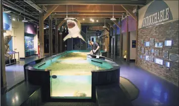  ?? Maritime Aquarium at Norwalk / Contribute­d photo ?? With a donation, the Norwalk aquarium is asking the public to name its new sandbar shark exhibit, which opens Friday.