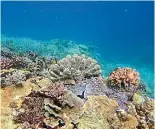  ??  ?? Coral in the Great Barrier Reef may be gone by the turn of the century, according to British documentar­y maker David Attenborou­gh.