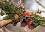  ??  ?? Left to right: Fallen oak leaves drift on the water’s surface; mittens on as the cold starts to bite; rubbery, jelly-ear fungus grows on damp wood.