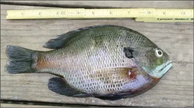  ?? (Arkansas Democrat-Gazette/Bryan Hendricks) ?? Right now is the time to catch monster bluegills on lakes and ponds across Arkansas.