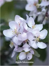  ??  ?? Apple blossoms