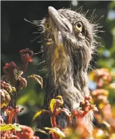  ?? Liz Hafalia / The Chronicle ?? A baby black-crowned night heron that was rescued after falling from its nest in Oakland.