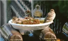  ??  ?? Eine Spatzenfam­ilie erfrischt sich bei einem winterlich­en Bad. Gerd Beyer aus Dießen (Landkreis Landsberg am Lech) hat das Eis in seinem Garten extra für die Vögel auf‰ getaut.