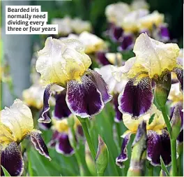  ??  ?? Bearded iris normally need dividing every three or four years