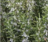  ??  ?? Rosemary in flower