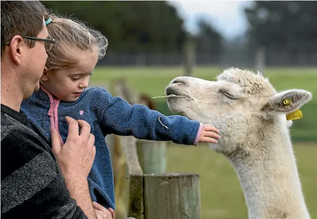  ?? JOSEPH JOHNSON/ STUFF ?? Carlos Fernandez and Adyson Fernandez, 2 years old pet an Alpaca in a field on a open farm day at Sherlin Alpacas on the New Zealand National Alpaca Day Open Weekend near West Melton.