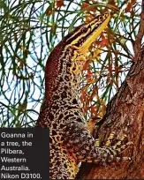  ??  ?? Goanna in a tree, the Pilbera, Western Australia. Nikon D3100.