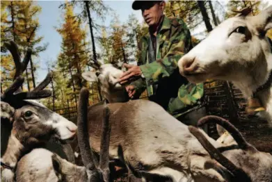  ??  ?? For resettled Ewenki people, each family or household usually raises a few dozen reindeer. They have made many innovation­s in order to enable reindeer to grow up healthily.