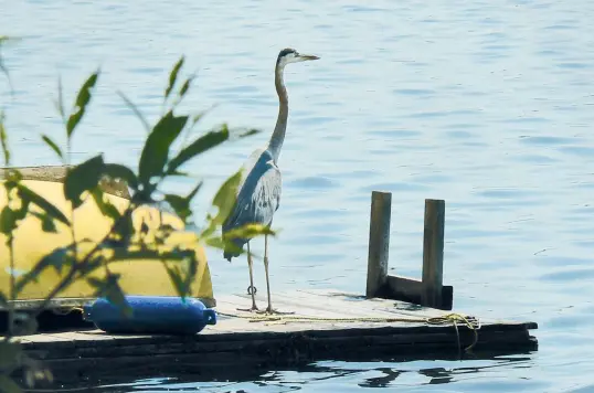  ??  ?? “Ichabod” patiently waiting to catch a fish.