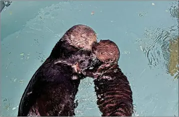  ?? ANDREW REITSMA — AQUARIUM OF THE PACIFIC ?? Millie, a surrogate sea otter mom at the Aquarium of the Pacific, is paired with her first rescued sea otter pup, which will be a candidate for release to the wild.